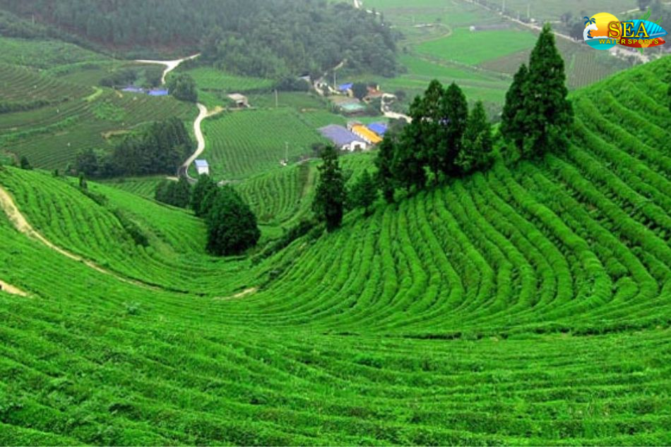 Tea Gardens